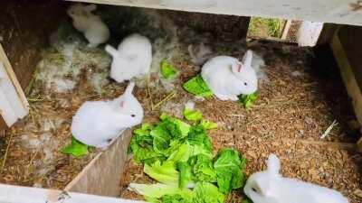 70 seconds of baby bunny bliss for your viewing pleasure