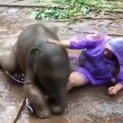 Baby elephant wants to cuddle