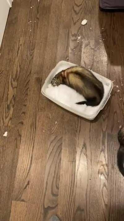 My ferret’s first reaction to snow