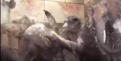 monkey brother shower