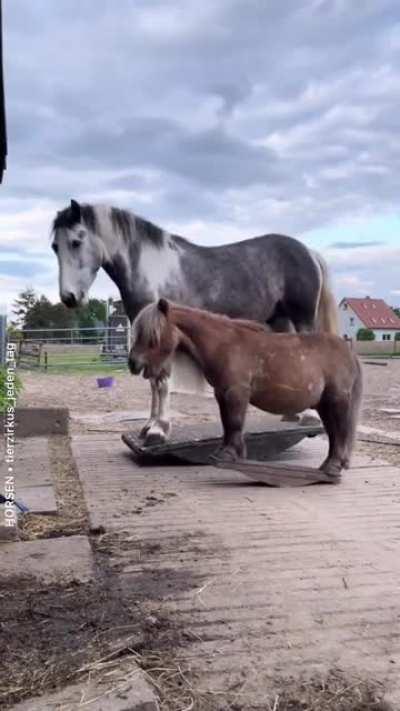 Rocking horses