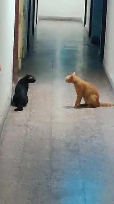 I found 2 cats talking in my hostel corridor