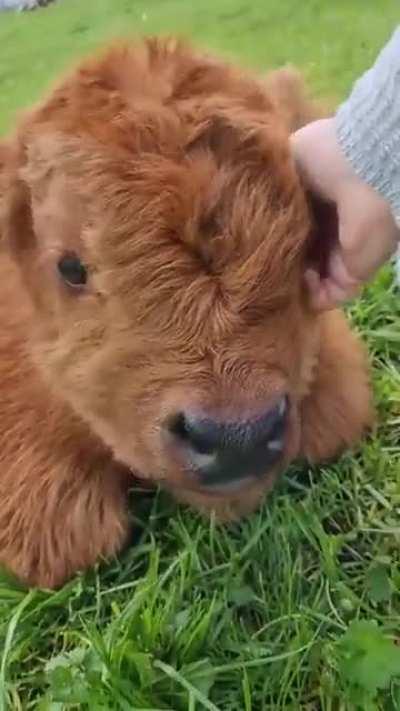 Baby highland cow behaves exactly like a puppy