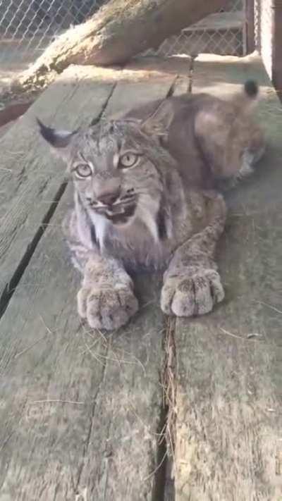 A lynx meow...