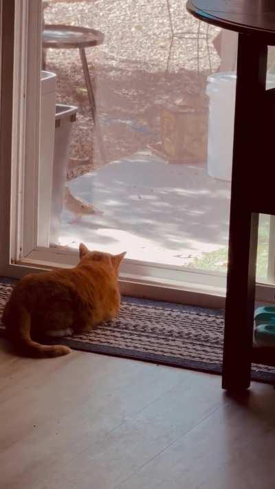 My cat’s built in entertainment on my back porch. Sits and watches for hours. His little booty lift when they get close is so adorable!