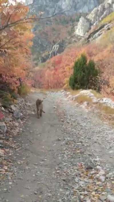 Cougar stalks man for 6 minutes during run