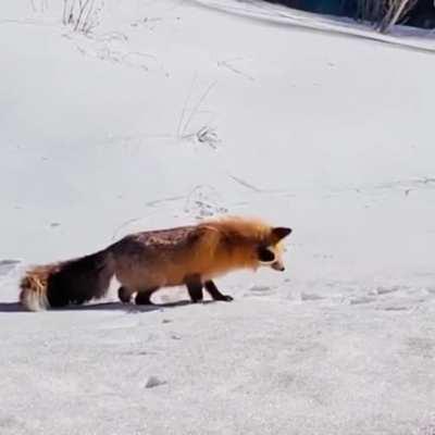 🔥 A fox hunting in the snow