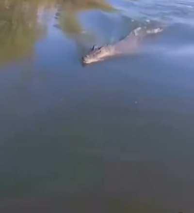 Croc changes his mind while chasing a snack