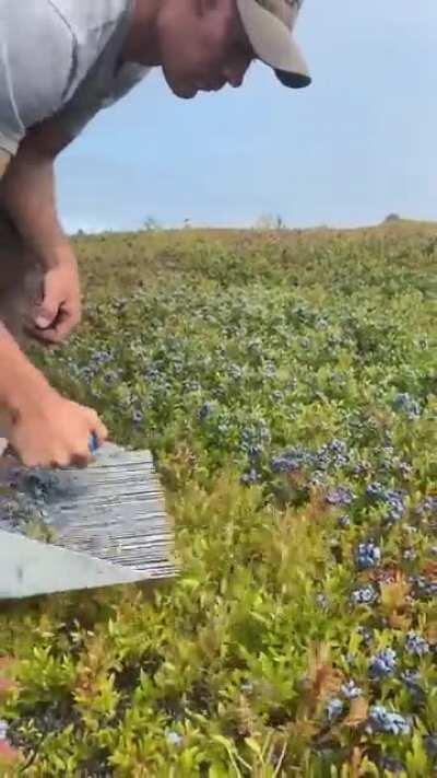 Harvesting blueberries. (Instagram : @joshpondmaine )