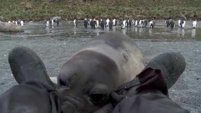 seal pup gets curious about cameraman