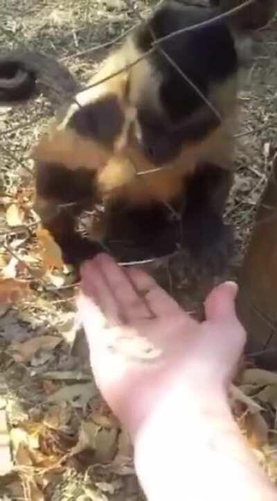 Little monkey teaches human how to crush leaves