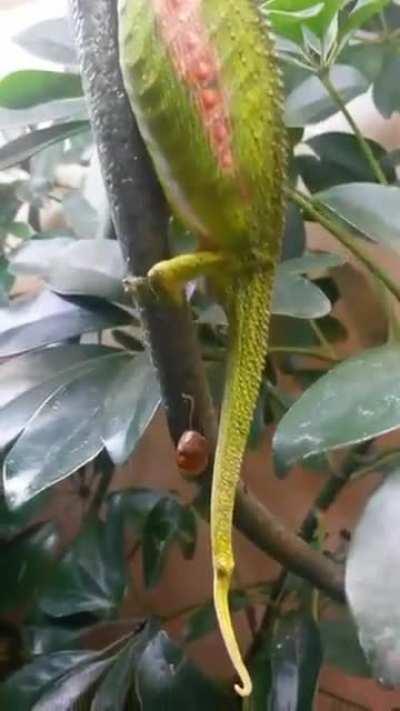 🔥 Have you ever seen the birth of a chameleon?