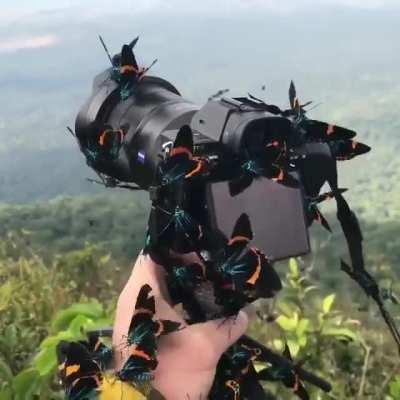 Milionia basalis butterflies cover a camera deep in the Cambodian forest