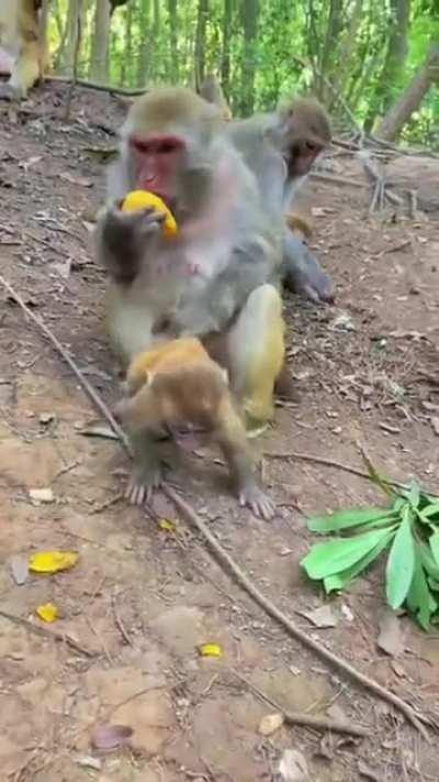 Monkey teaching her infant not accept food from stranger