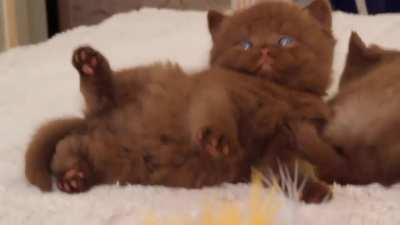 Rare brown cats.