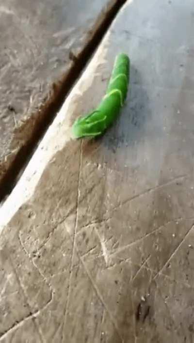 A Dragonhead Caterpillar