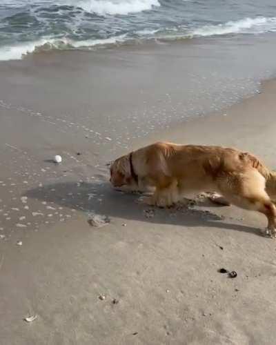 Good boy doesn't like to get his paws wet