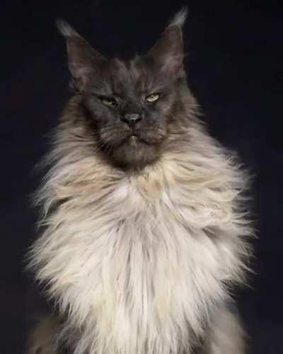 Beautiful Maine Coon Cat looks like a Lion