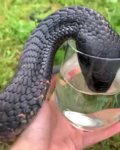 Giving water to a thirsty cobra is pretty high on my nope list