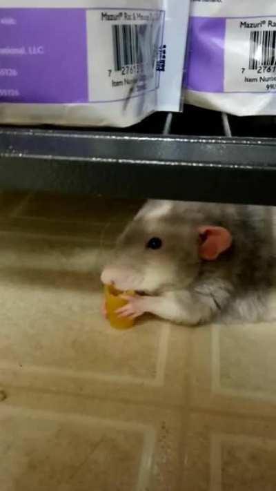 Forgot to post this, Rylan found a noodle under the cage while exploring so he got a free snack lol