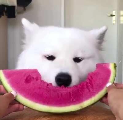 this boy loves his watermelon