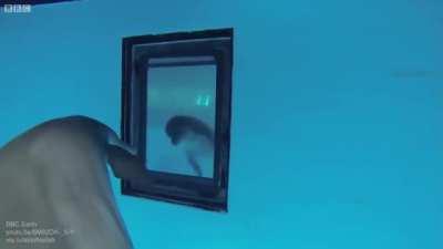 Dolphins can recognise themselves in a mirror at 7 months old (earlier than humans at 12 months and chimpanzees at 2 years)