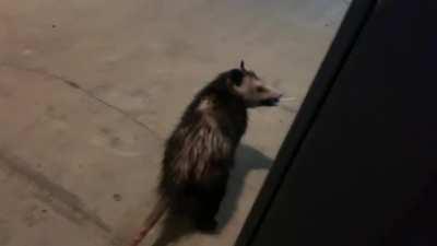 I often think about the time I caught a possum digging through our trash and running away with a cake pop in its mouth