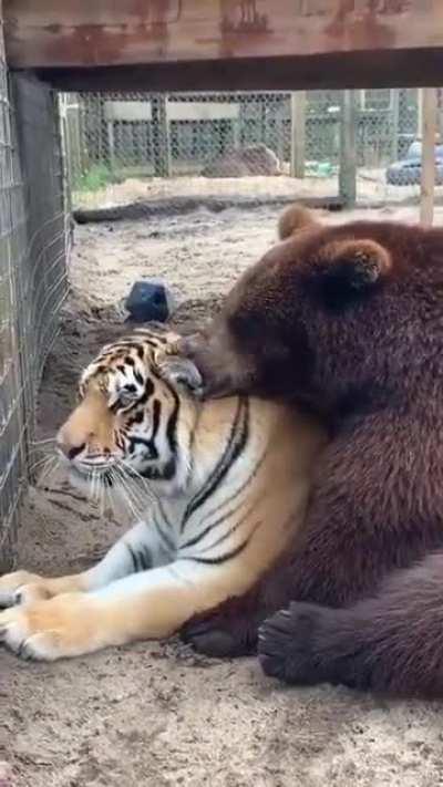 Bear cuddling up a Tiger