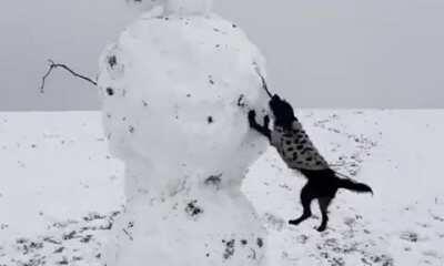 Dog & Snowman