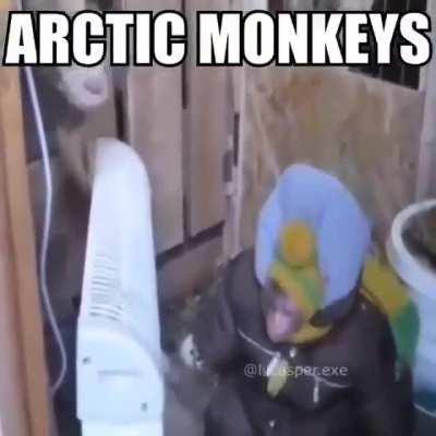 arctic monkeys 🐒❄️