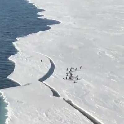 Derik M. was on the McMurdo Station in Antarctica as a US Coast Guard in 2017, when he spotted a family of penguins. Suddenly, a piece of the ice broke and the clip turned out to be one of the most thrilling ever filmed