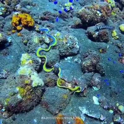 A rare sighting in open water of a gorgeous ribbon eel which starts life as a male and ends as a female. (1st post more details)