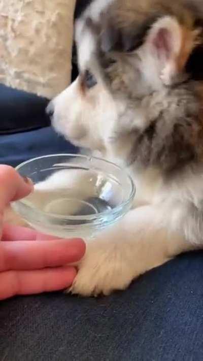 Baby Penelopii drinking water from a baby bowl.. (OC)