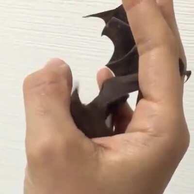 Cute bat licking!