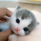 Smol kitty