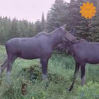 A trail camera caught two moose sharing an affectionate moment, Newfoundland Canada