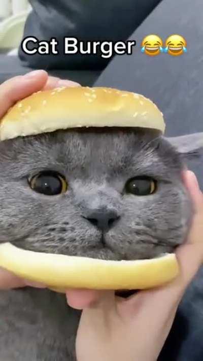 🔥 Cat burger 😃.. : aww || [dd] redd.tube : First Download...