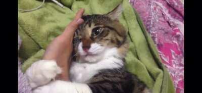 Cute cat hugging its owners arm