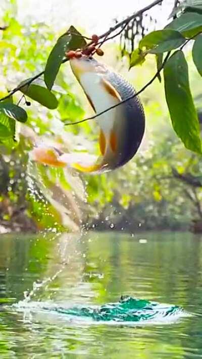 Fish jumping out of water for fruits.