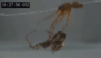 This species of male spider catapults itself off of the female after sex to prevent being eaten.