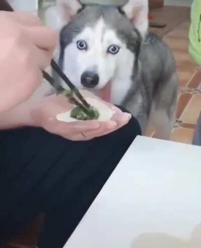 Dog watching dumplings being made