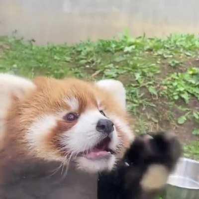 Curious little baby red panda