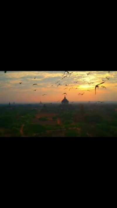 A flock of birds making this drone shot look like a Disney movie.