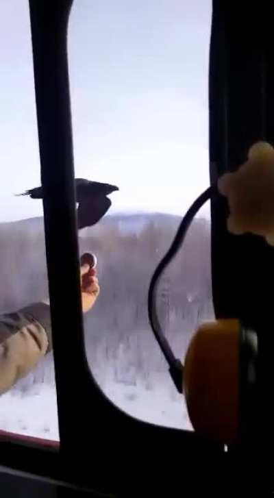 Feeding birds while driving a locomotive