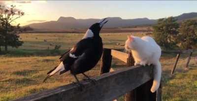 Magpie making the sounds of an rooster. (Sorry if it doesnt fit here but i think its really interesting)