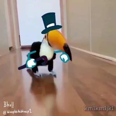 Toucan Play ! (sound on!)