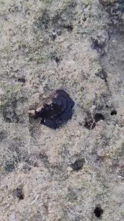 🔥 A marine flatworm with its crab prey at low tide. (Video credit to Kurt Cabahug)