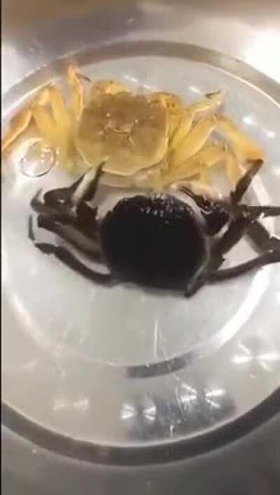 🔥 Crab Molting