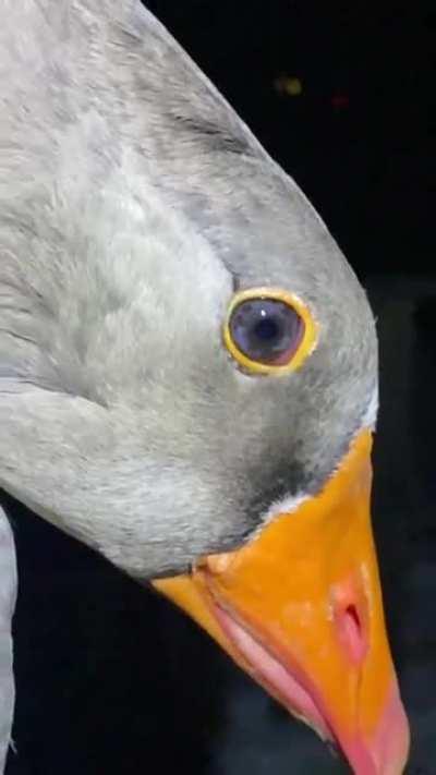 Goose eyes... opaque eyelids!! I thought this belongs here!!