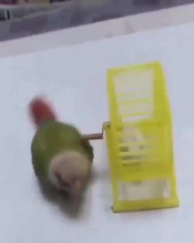 When your pet bird has a pet hamster and you find out that your pet bird is a little asshole
